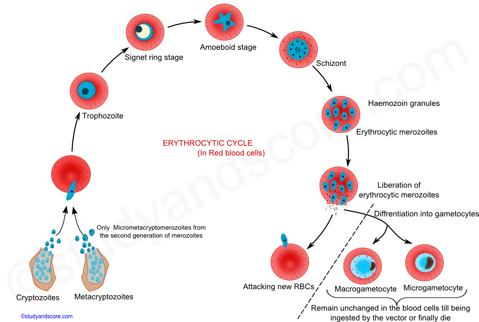 Plasmodium, Plasmodium erythrocytic cycle, General characters of Plasmodium, Plasmodium life cycle, Plasmodium vivax, plasmodium ovale, plasmodium falciparum, Malaria, sporozoite
